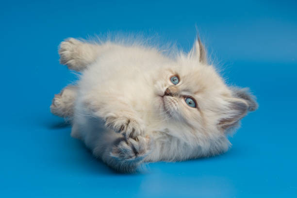 istock Portrait of Siberian kitten, studio shoot 942654224