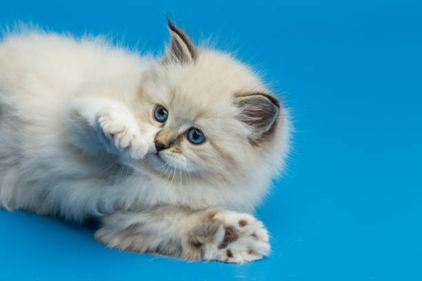 istock Portrait of Siberian kitten, studio shoot 942654272
