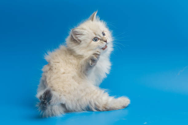 istock Portrait of Siberian kitten, studio shoot 942654390