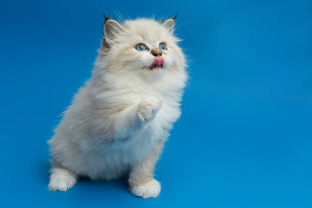 istock Portrait of Siberian kitten 942654448