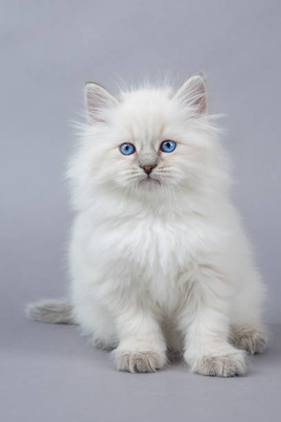 istock Portrait of Siberian kitten, studio shoot 942654550