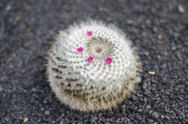 istock Detail of a beautiful cactus 942655770