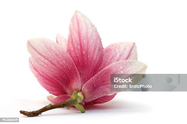 Makro Schuss Von Magnolia Auf Weißem Hintergrund Stockfoto und mehr Bilder von Magnolien - Magnolien, Blume, Freisteller – Neutraler Hintergrund