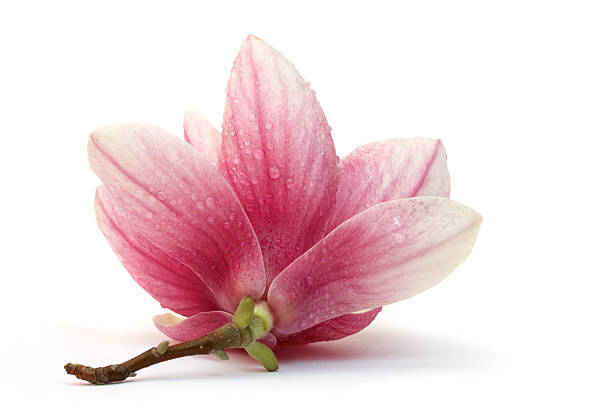 macro shot of magnolia sobre fondo blanco - magnolia single flower flower spring fotografías e imágenes de stock