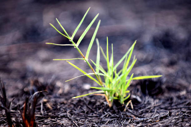 istock grass texture of reeds 942658128