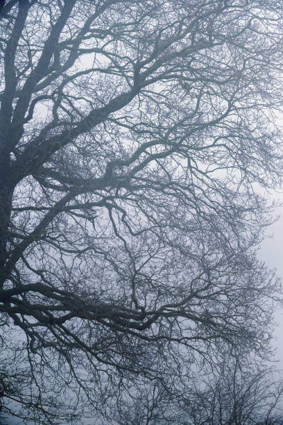 Branches and twigs of bare winter tree in mist.