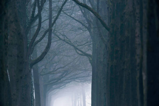 istock Misty forest lane in the winter. 942658312