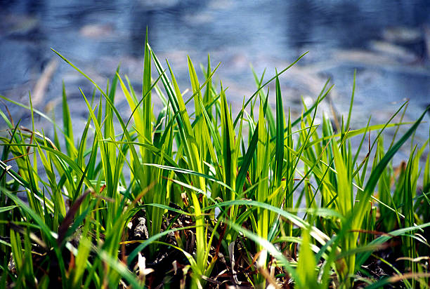 Water plants on the Pond Coast  carex pluriflora stock pictures, royalty-free photos & images