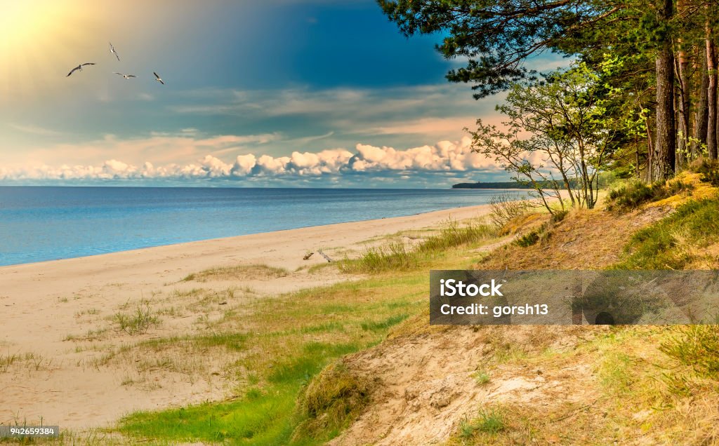 Paysage marin captivant sur la plage de foresterie sable, mer Baltique - Photo de Arbre libre de droits