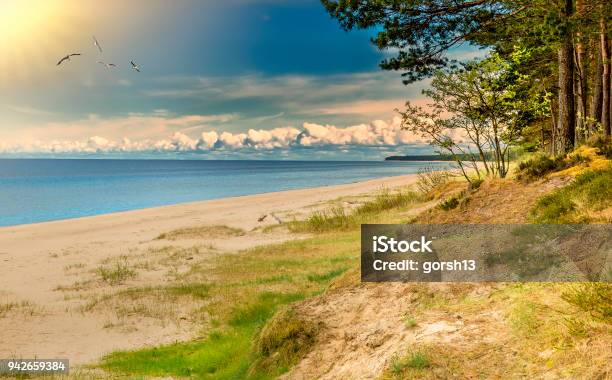 Photo libre de droit de Paysage Marin Captivant Sur La Plage De Foresterie Sable Mer Baltique banque d'images et plus d'images libres de droit de Arbre