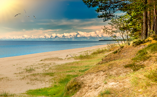 Captivating marine landscape at forestry sandy beach, Baltic Sea