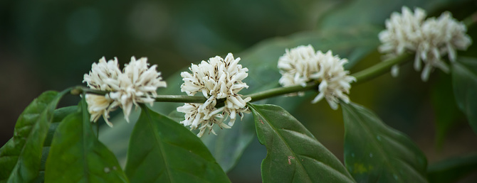 Coffee flower blooming on tree