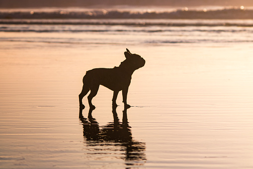 French Bulldog girl playing on the beach in Del Mar, California in San Diego County.