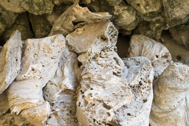 istock Many big shells - Fossil shells - The remains of shells 942667008