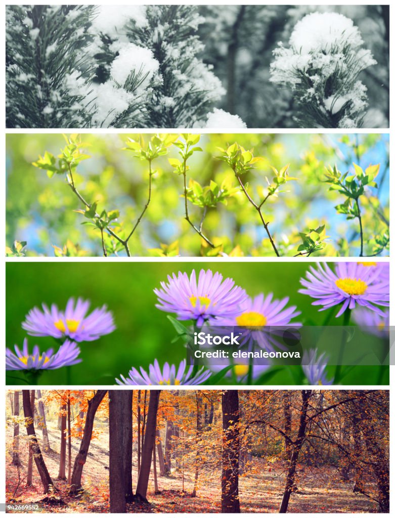 four seasons conceptual collage Four Seasons Stock Photo