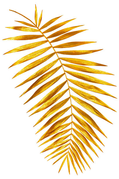 branch of palm gold shiny the golden branch of a palm tree shines and overflows frond stock pictures, royalty-free photos & images