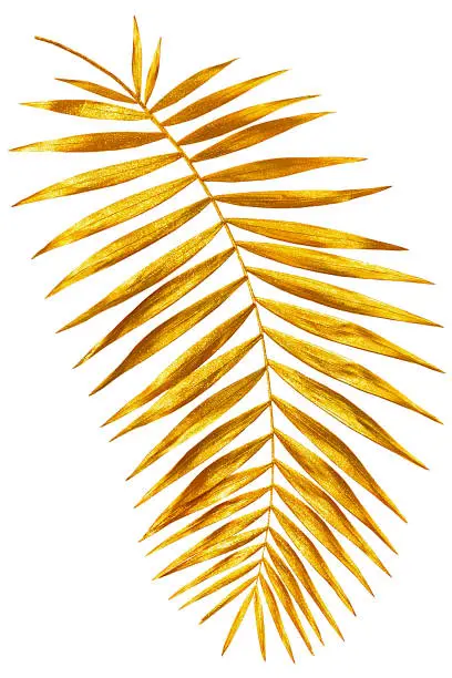 the golden branch of a palm tree shines and overflows