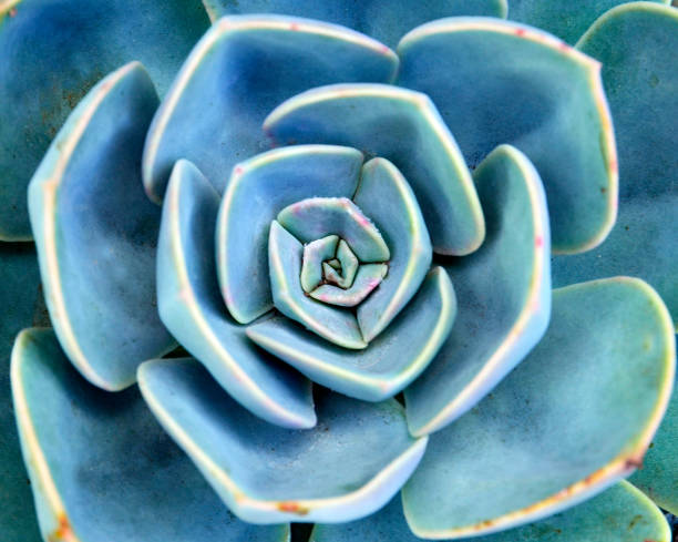 istock Echeveria succulent plant close up.Abstract floral background. 942670100