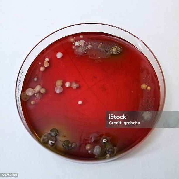 Placa De Petri Con Bacterias Foto de stock y más banco de imágenes de Agar-agar - Agar-agar, Bacteria, Ciencia