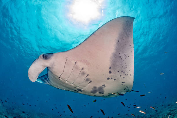 istock Manta in the blue ocean background portrait 942673404