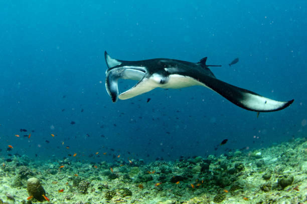 istock Manta in the blue ocean background portrait 942673466