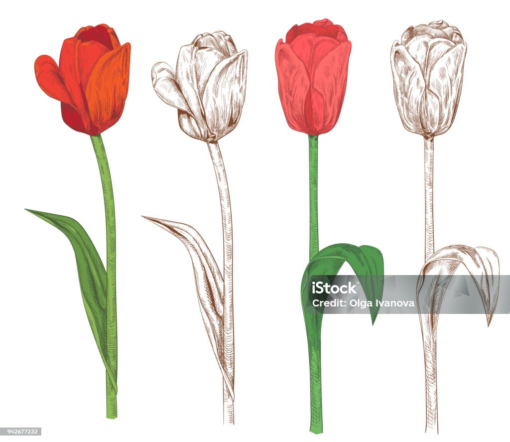 Set of tulips: red, pink flowers, green leaves, stems on white background. Botanical illustration for design, hand draw in engraving sketch vintage style, pattern for coloring, vector Drawing - Art Product stock vector