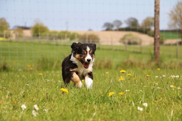 border collie puppy in the garden tricolored border collie puppy have fun in the garden border collie puppies stock pictures, royalty-free photos & images