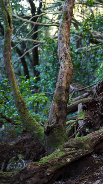 schöner natur mit altem baumbestand in moos bei ländlichen park von anaga, einem herrlichen lorbeerwald abgedeckt - bioreserve vertical spain europe stock-fotos und bilder