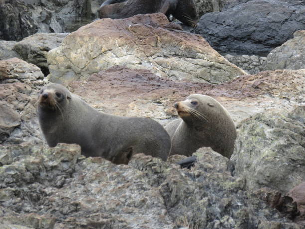 istock Seals in New Zealand 942686756