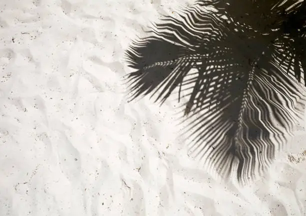 Palm trees cast shadows on the smooth golden sand of a remote tropical island beach in Dominican Republic