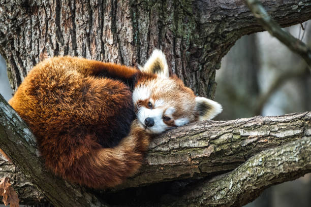 Red Panda, Firefox or Lesser Panda (Ailurus fulgens). stock photo