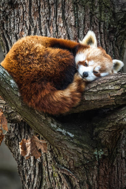Red Panda, Firefox or Lesser Panda (Ailurus fulgens). stock photo