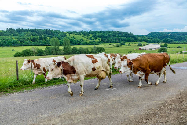 cows at the street on the way home