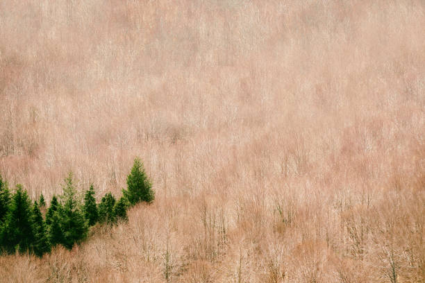 istock Landscape with evergreen and deciduous trees 942696956
