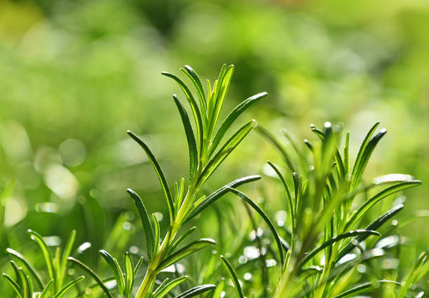 Green fresh rosemary spicy herb sprouts Close up green fresh rosemary spicy herb (Rosmarinus officinalis) sprouts growing under bright sunshine rosemary seedlings stock pictures, royalty-free photos & images