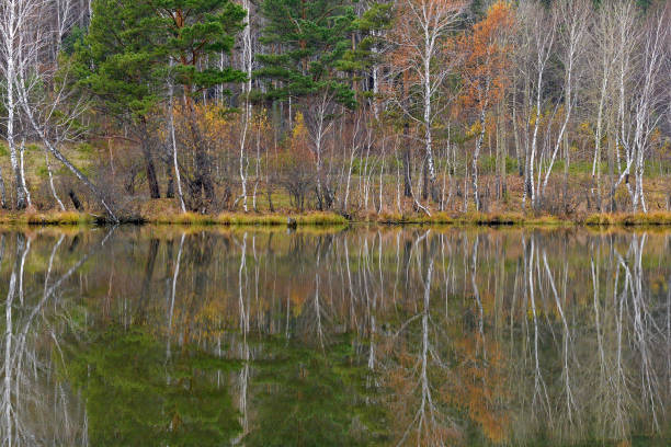istock Beautiful autumn forest with reflection in water 942699694