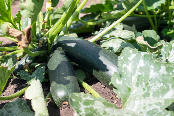 istock A bush with overgrown large green squash in the garden. 942704196