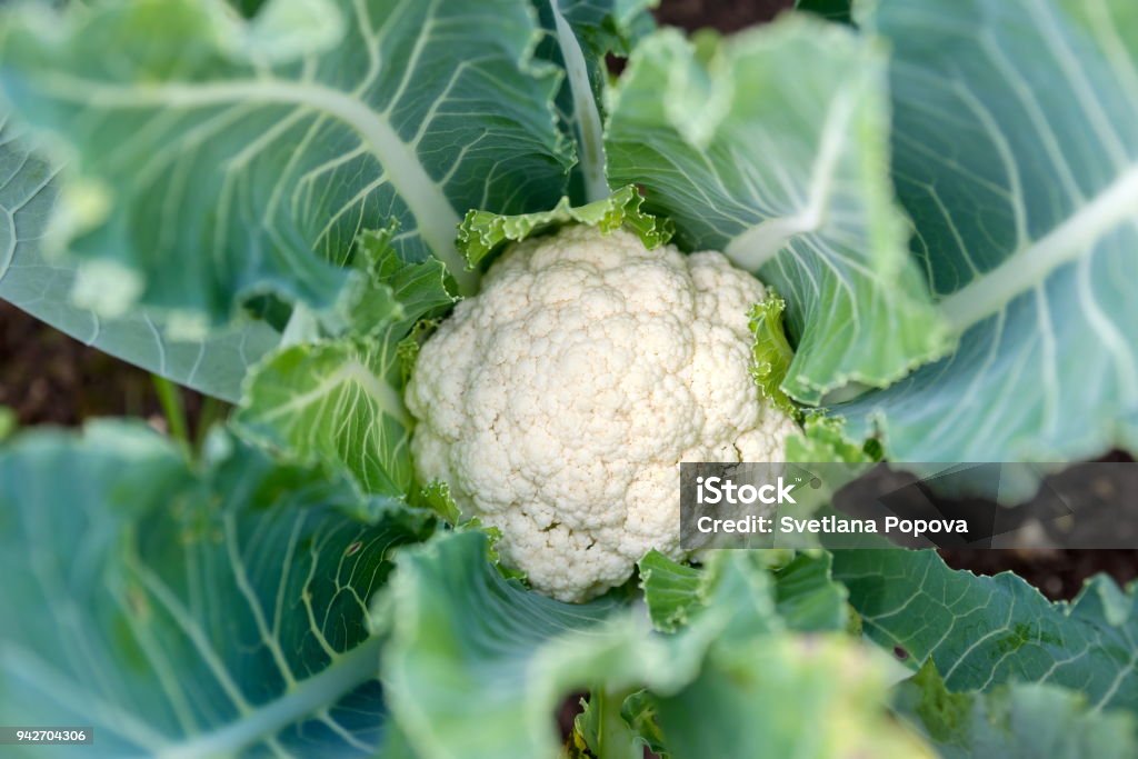 Cauliflower head  in natural conditions, close-up. Vegetable plant. Cauliflower Stock Photo