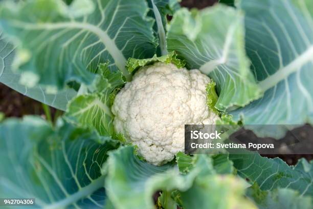 Cauliflower Head In Natural Conditions Closeup Stock Photo - Download Image Now - Cauliflower, Vegetable Garden, Harvesting