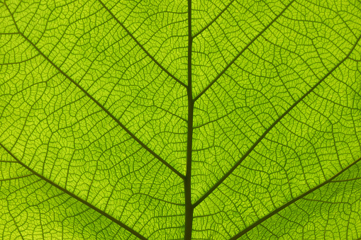 Extreme close up background texture of backlit green leaf veins