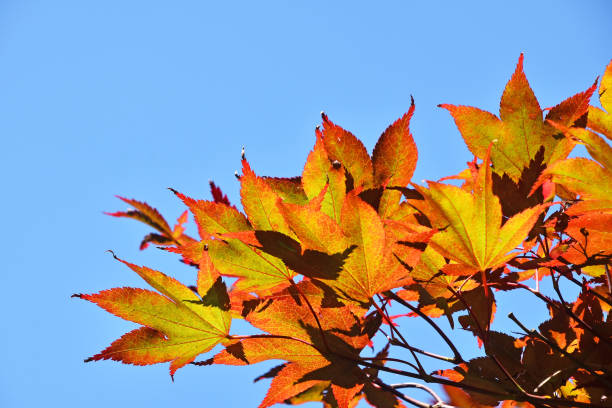 zamknij czerwone i żółte liście acer nad błękitnym niebem - maple japanese maple leaf autumn zdjęcia i obrazy z banku zdjęć