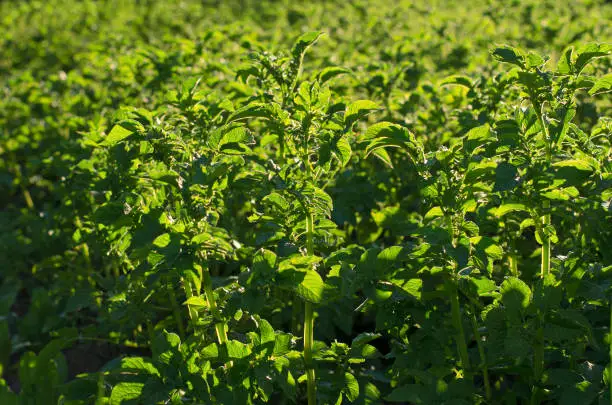 Photo of Young green shoots of potatoes lit with the sun