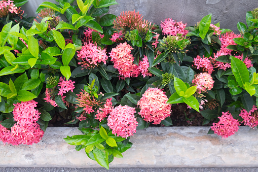 Ixora Flowers In The Garden Of Thailand Stock Photo - Download Image Now -  iStock
