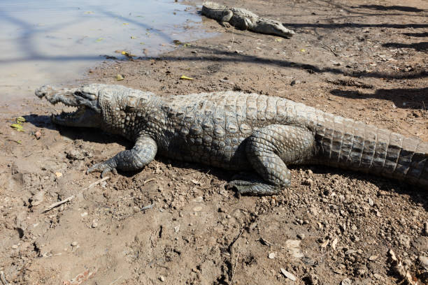 istock Sacred crocodile, Burkina Faso 942708736