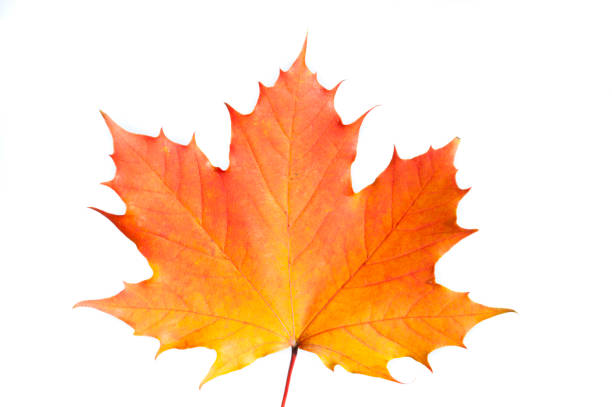 single maple leaf autumn colored isolated over white background single maple leaf autumn colored isolated over white background autumn orange maple leaf tree stock pictures, royalty-free photos & images