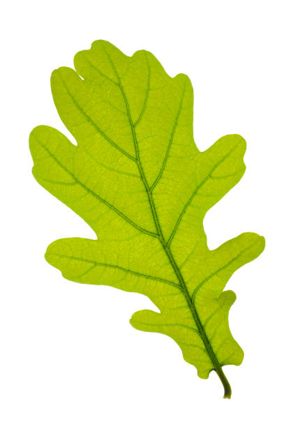 istock single leaf of oak tree isolated over white background 942711534