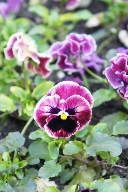 Blue pansy flower head in garden
