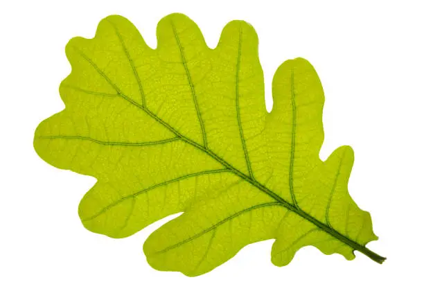 single leaf of oak tree isolated over white background