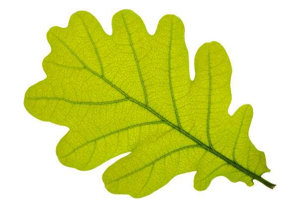 pojedynczy liść dębu wyizolowany na białym tle - spring oak tree leaf oak leaf zdjęcia i obrazy z banku zdjęć