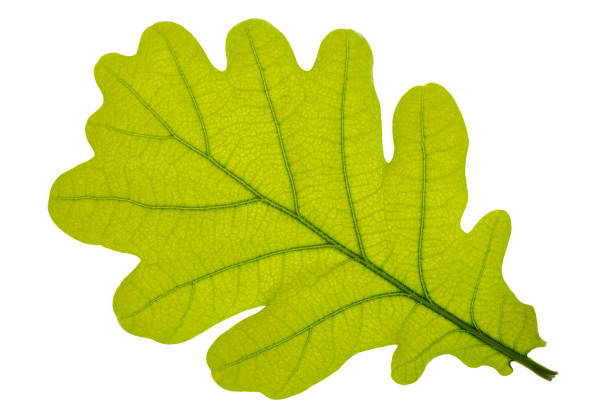 single leaf of oak tree isolated over white background - oak leaf leaf oak tree spring imagens e fotografias de stock